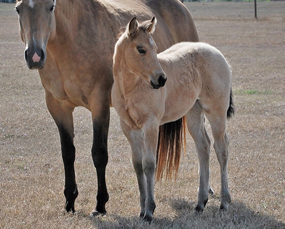 CD Diamond x Highly Unlimited - 2020 Colt